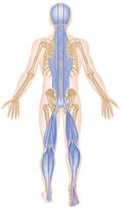 Image courtesy of Anatomy Trains