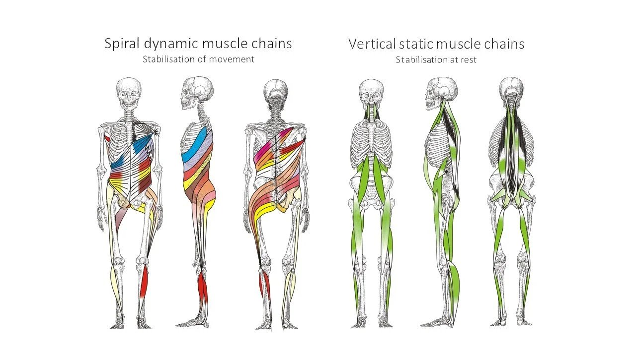 Spiral lines — Why i Stopped Fascia Blasting & Fascia Stretching